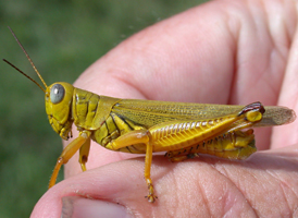 Differential Grasshopper